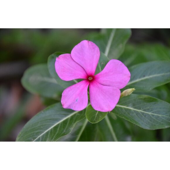 Nikon AF-S DX NIKKOR 18-140mm f/3.5-5.6G ED VR Zoom Telephoto Lens MINT - Picture 9 of 10